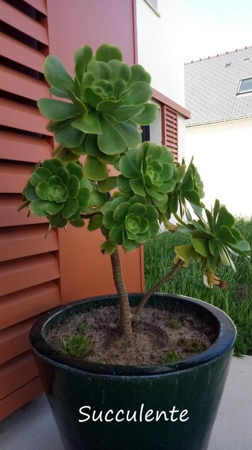 Epiphytes Et Succulentes Lejlighed Paimpol Eksteriør billede